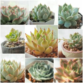 ルーシェンの投稿画像一覧 Greensnap グリーンスナップ