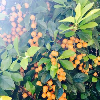 デュランタの実の画像 by sussex  roadさん | 小さな庭とDurantaとデュランタとデュランタの実と実がなると今日も華やかに♡とオレンジ色とクマツヅラ科