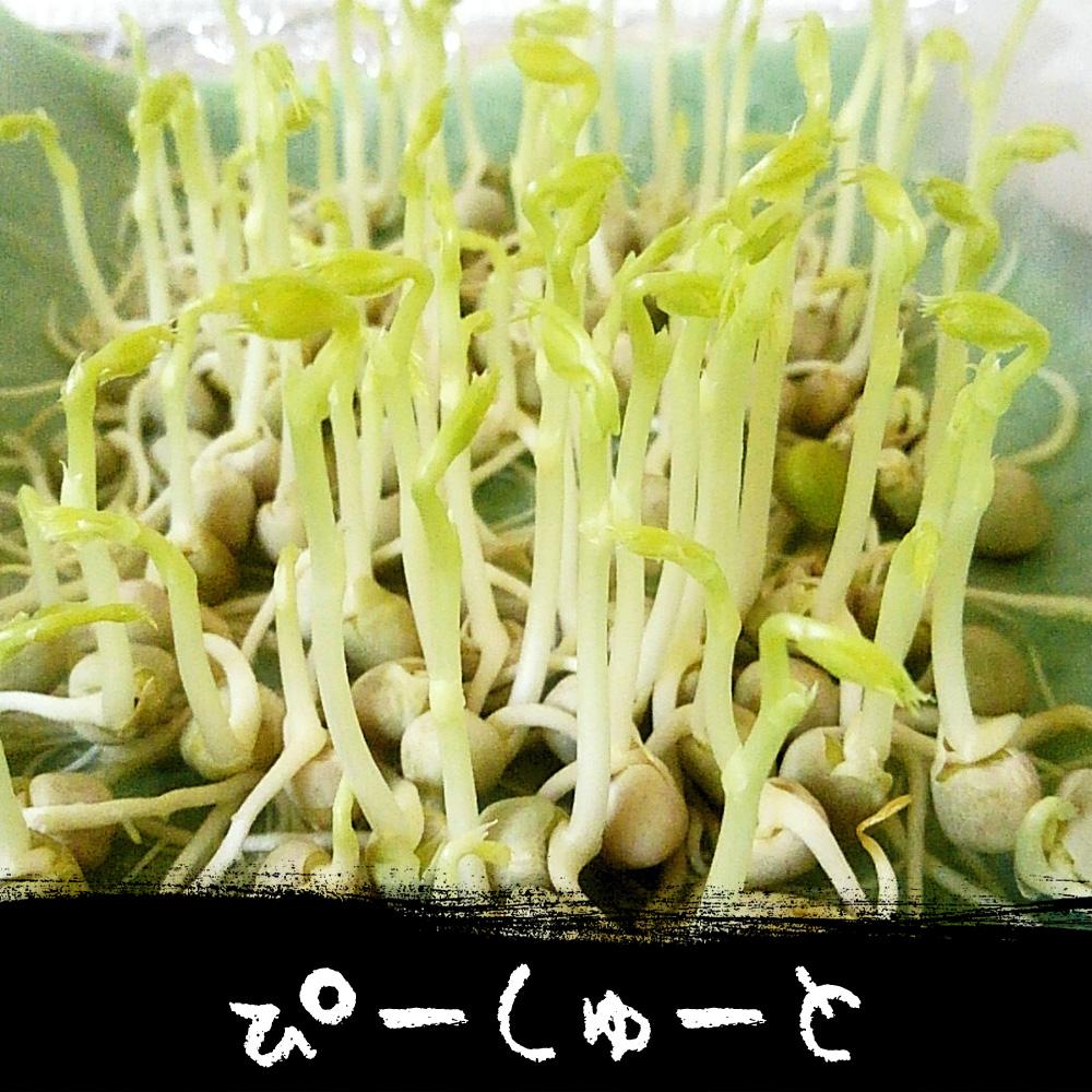 ピーシュートの投稿画像 By Tetsuoさん 青えんどう豆 青豌豆 と豆苗とマメ科と種 スプラウトと栽培記録と今日の一枚と自家栽培と成長記録と豆スプラウト 17月7月21日 Greensnap グリーンスナップ
