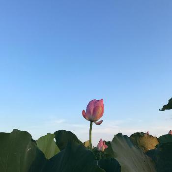 伊佐沼の画像 by aliceさん | お出かけ先とハスと伊佐沼ときれいと植中毒と夕方と埼玉県とかわいいと晴れと緑青々
