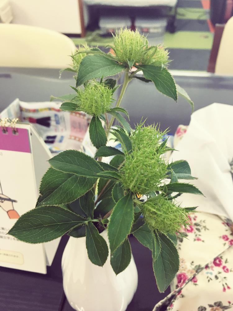 オケラ草の投稿画像 By ぽぽのすけぞーさん 17月7月22日 Greensnap グリーンスナップ