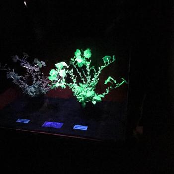 発光植物