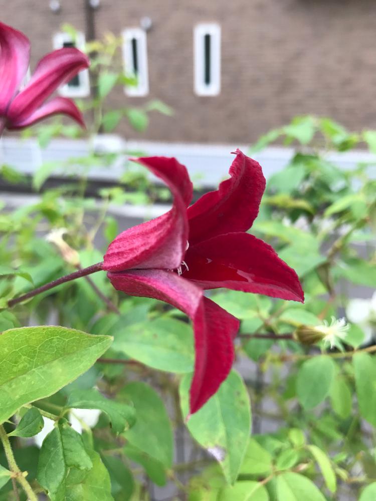 小さな庭の投稿画像 By スノーベルさん つる性植物と花のある暮らしと今日のお花と赤い花とつる性植物と花のある暮らしと今日のお花と赤い花 17月7月22日 Greensnap グリーンスナップ Greensnap グリーンスナップ