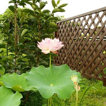 ブッダの投稿画像一覧 Greensnap グリーンスナップ