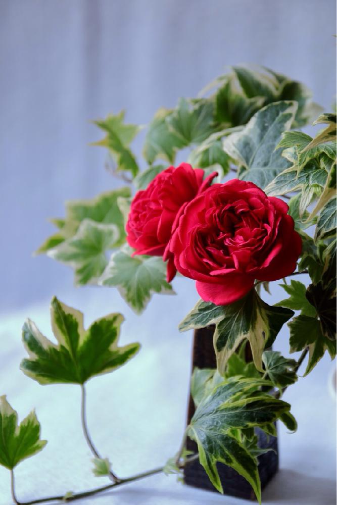 バラの投稿画像 By Shigeさん アイビーと赤バラとばら バラ 薔薇と赤色の花と綺麗なミドリと葉っぱと一眼レフとミドリとバラの季節と花のある暮らしとばら 薔薇 バラとバラ ミニバラと葉っぱアートとバラ ジークフリート 17月7月22日 Greensnap グリーンスナップ