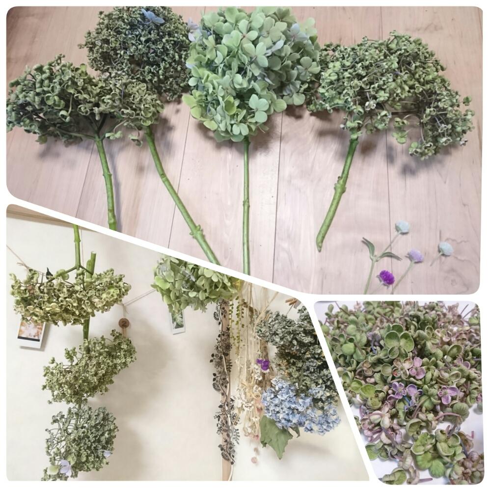 ウズアジサイ オタフクアジサイ の投稿画像 By Kmさん 部屋とドライフラワーとドライフラワー 17月7月22日 Greensnap グリーンスナップ Greensnap グリーンスナップ ウズアジサイ オタフクアジサイ の投稿画像 By Kmさん 部屋とドライフラワーとドライフラワー 17月7月22日 Greensnap グリーンスナップ Greensnap グリーンスナップ