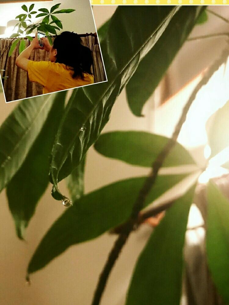 パキラの投稿画像 By Kaorunさん 夜中の癒しと植中毒と今日の一枚 17月7月23日 Greensnap グリーンスナップ