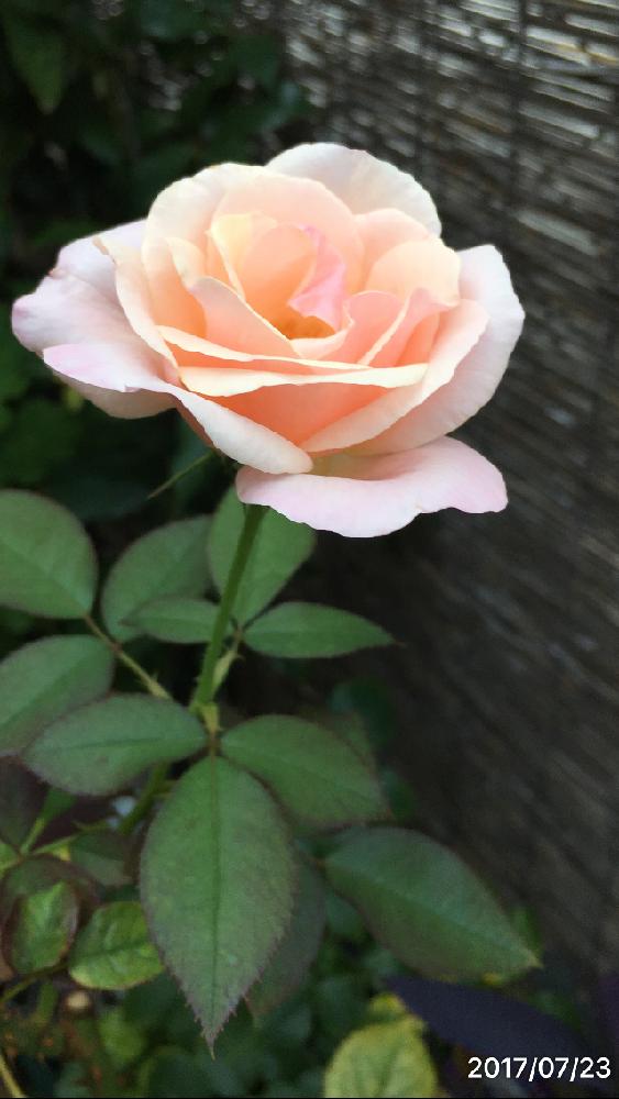 薔薇オードリーヘップバーンの投稿画像 By 花が好きさん 好きな色と素敵な色合い と開花早いな と薔薇 のある暮らし と良いねぇ と癒される と嬉しいなあ とガーデニングと薔薇が好きです と花のある暮らし 17月7月23日 Greensnap グリーンスナップ