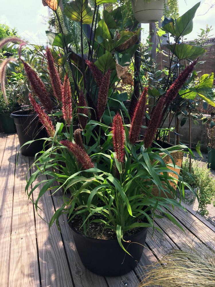 ミレット シェードプリンセスの投稿画像 By デイジーさん バルコニー ベランダとイネ科とチカラシバ属とイネ科とチカラシバ属 17月7月23日 Greensnap グリーンスナップ Greensnap グリーンスナップ