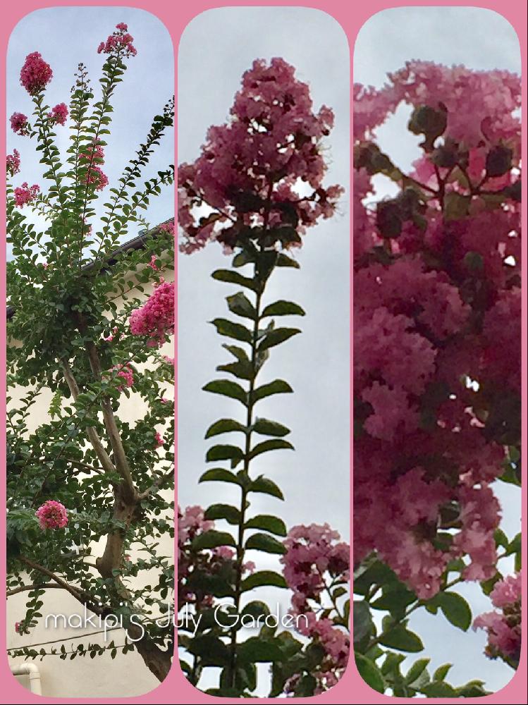 今日の一枚の投稿画像 By Makipiさん サルスベリの花と夏に花が咲く木とピンクの花 17月7月23日 Greensnap グリーンスナップ