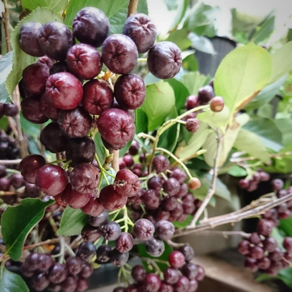 アロニア チョコベリーの投稿画像 By And Blue さん 小さな庭と今日のお花と庭木と枝物と花のある暮らしとお花屋さんと切り花と今日のお花と庭木と枝物と花のある暮らしとお花屋さんと切り花 17月7月23日 Greensnap グリーンスナップ Greensnap グリーン