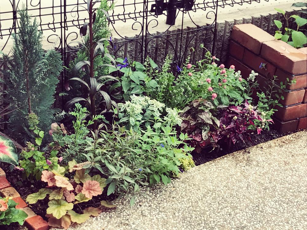 小さい庭の投稿画像 By きゃめろん さん コニファー と宿根草 とガーデニングと花のある暮らし 17月7月24日 Greensnap グリーンスナップ