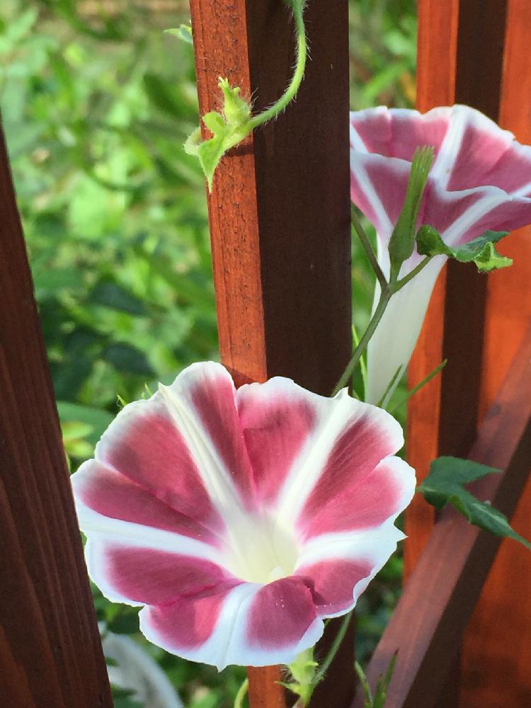 アサガオの投稿画像 By Nao さん 朝顔 コンテストと花のある暮らしとつる性植物と斑入り葉っぱ 17月7月24日 Greensnap グリーンスナップ