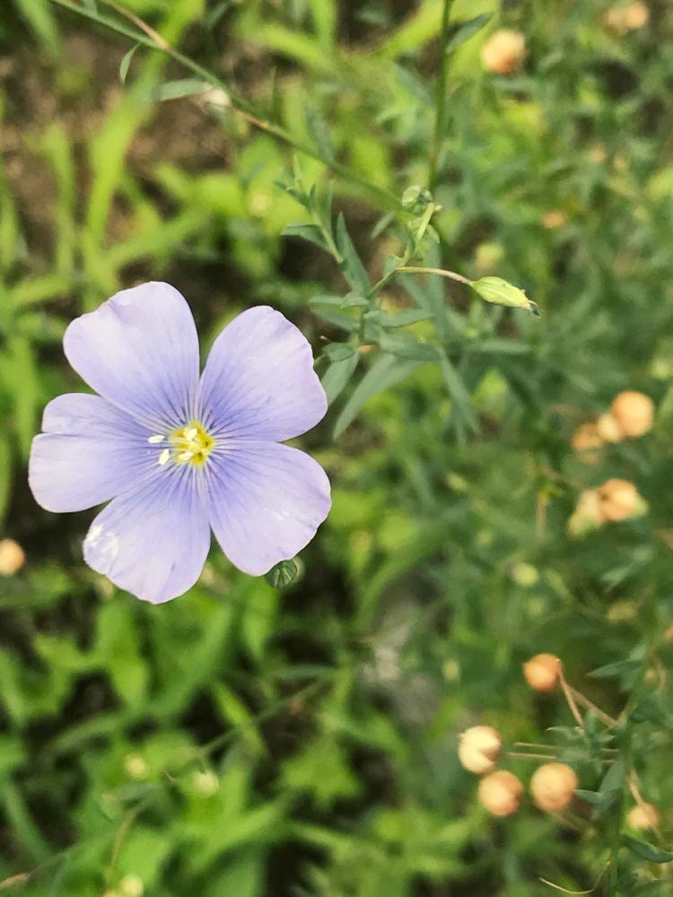 夏の思い出の投稿画像 By Mi3さん アマの花とあざやか と亜麻の花と梅雨に負けないと夏のお花と夏の花と植中毒と夏の植物とタニラーと夏の花頑張れと花のある暮らしとアウトドアリビングと夏越し頑張れ とバルコニストと夏の風物詩 17月7月24日 Greensnap