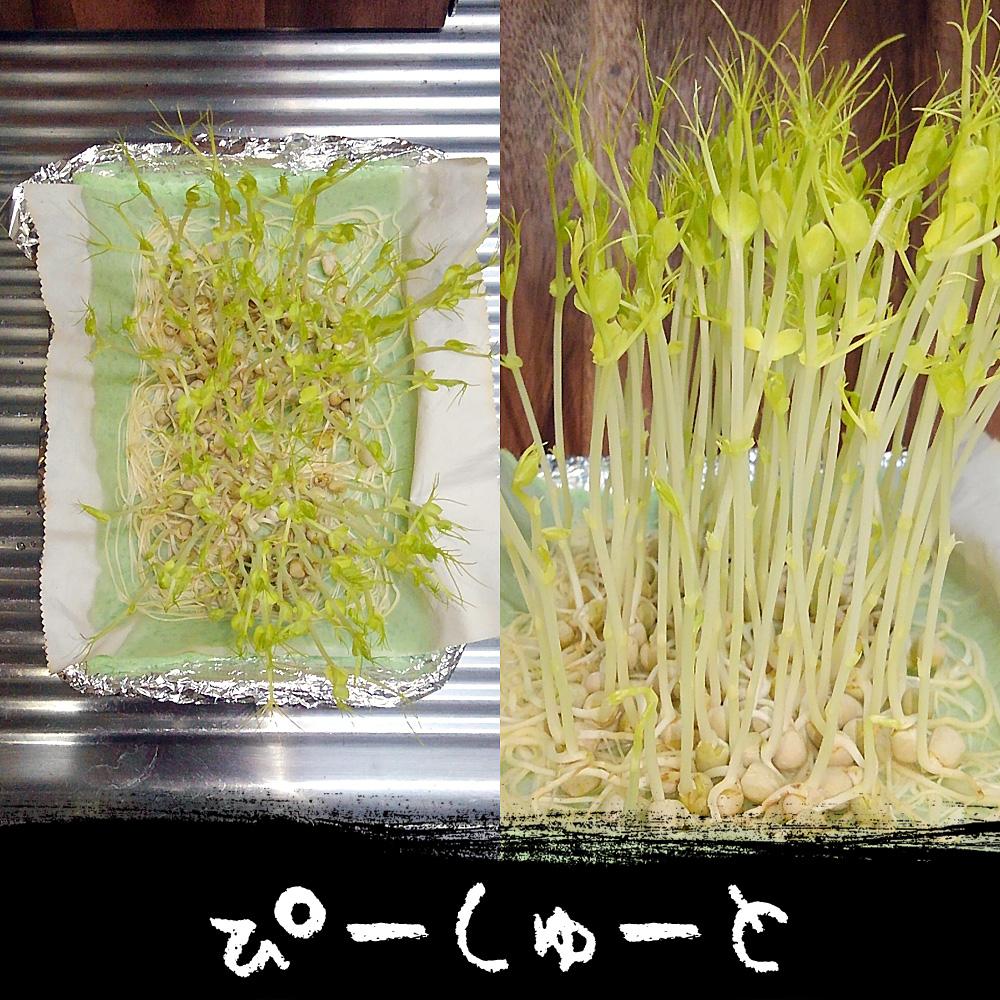 ピーシュートの投稿画像 By Tetsuoさん 青えんどう豆 青豌豆 と豆苗とマメ科と栽培記録と今日の一枚と自家栽培と成長記録と豆スプラウト 17月7月24日 Greensnap グリーンスナップ