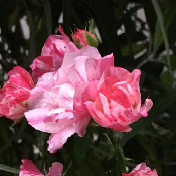 フラワーカーペット、ピンクスプラッシュの画像 by 花が好きさん | 小さな庭とフラワーカーペット、ピンクスプラッシュとかわいい♡と薔薇のある暮らし♡とガーデニングと雨に濡れて〜〜と薔薇が好きです♡と花のある暮らしと癒される〜〜♡