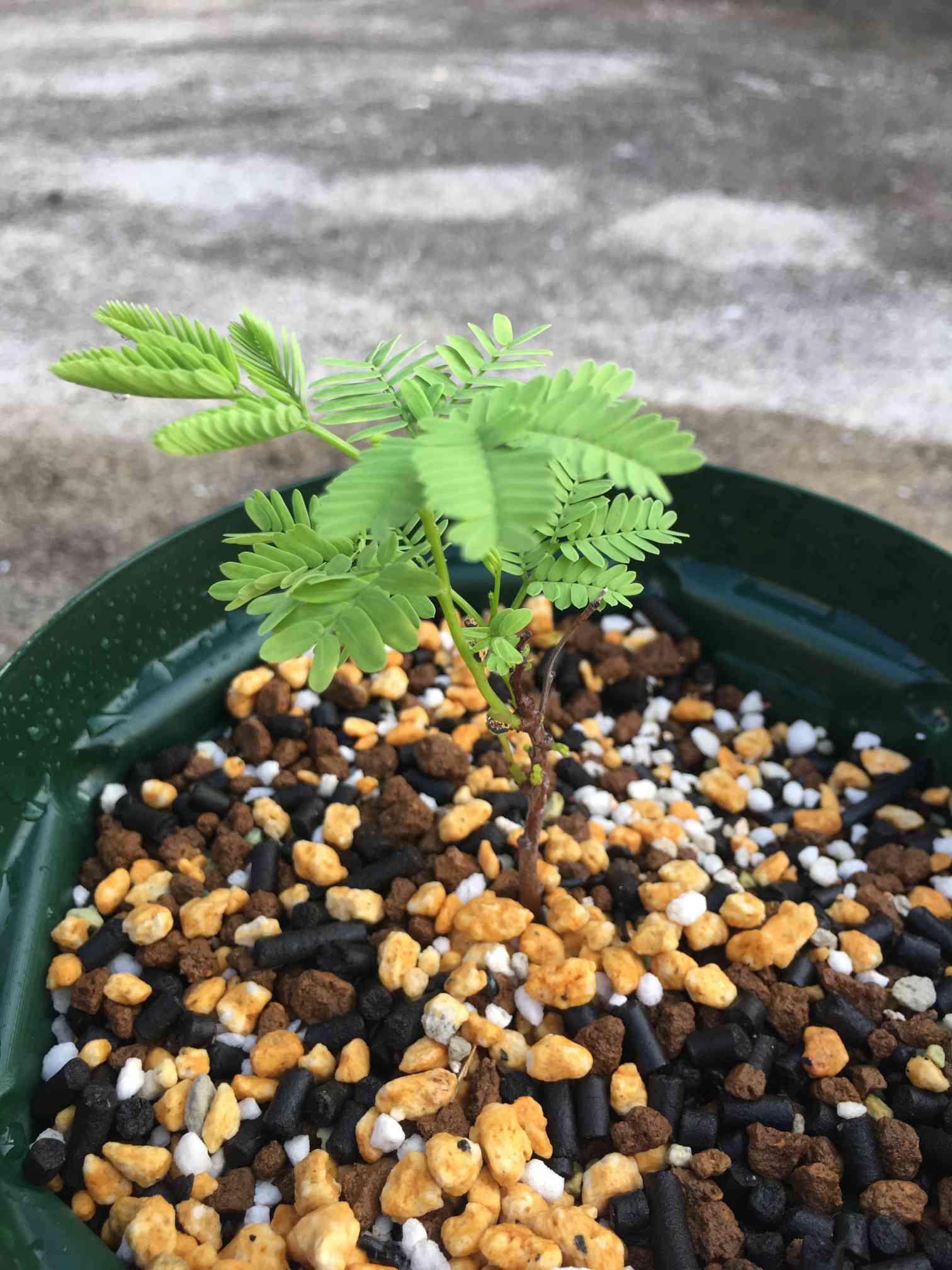 エレファントリザ エレファンティナ Elephantorrhiza elephantina