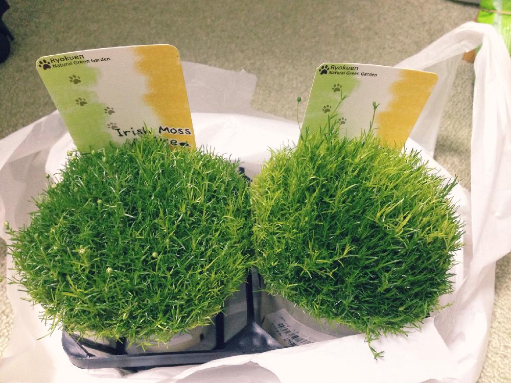アイリッシュモスの投稿画像 By 氷麗さん もふリッチ サギナとサギナと植中毒と放置栽培と新入りさんと観葉植物 17月7月25日 Greensnap グリーンスナップ