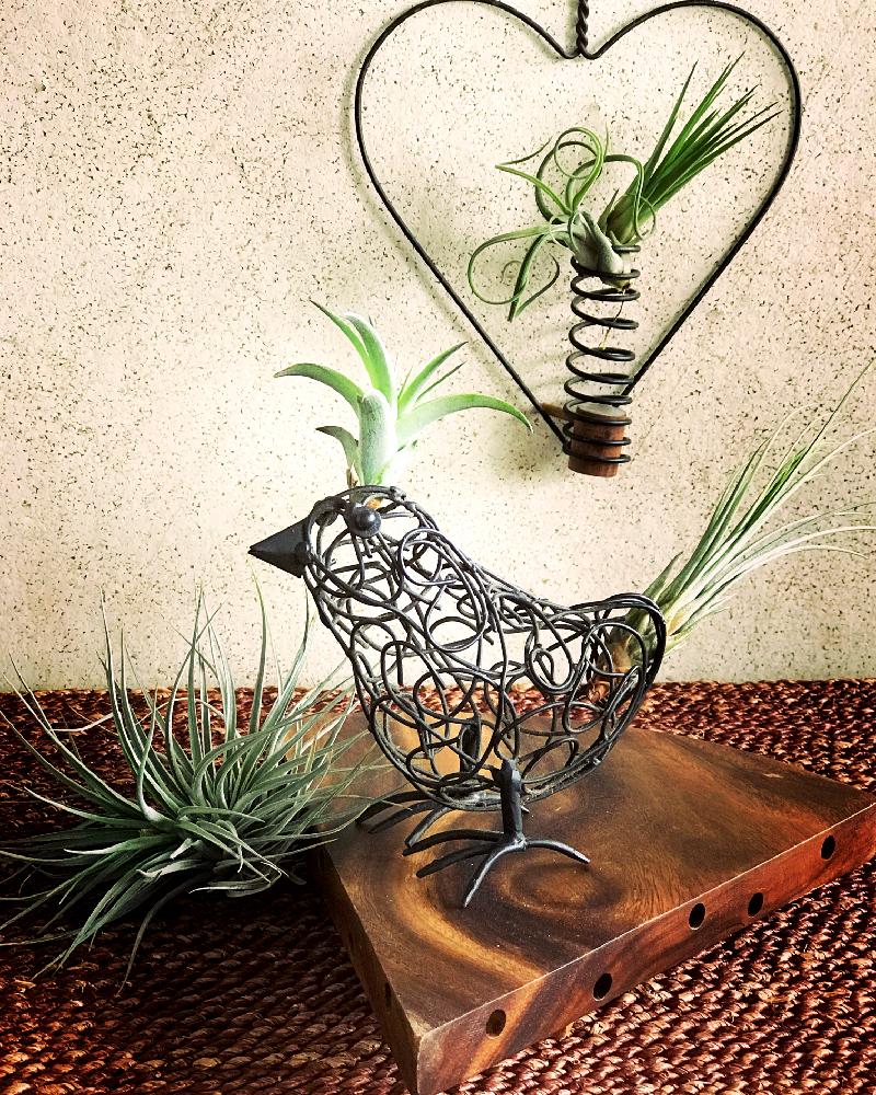 チランジア エアプランツ の投稿画像 By ママワンさん いい眺め と癒し系とワイヤークラフトとワイヤー雑貨と植物に癒されてとno Green No Lifeとキャンドルスタンディングオベーションとえっチラ おっチラと ジャンクグリーン コンテスト 17月7月25日
