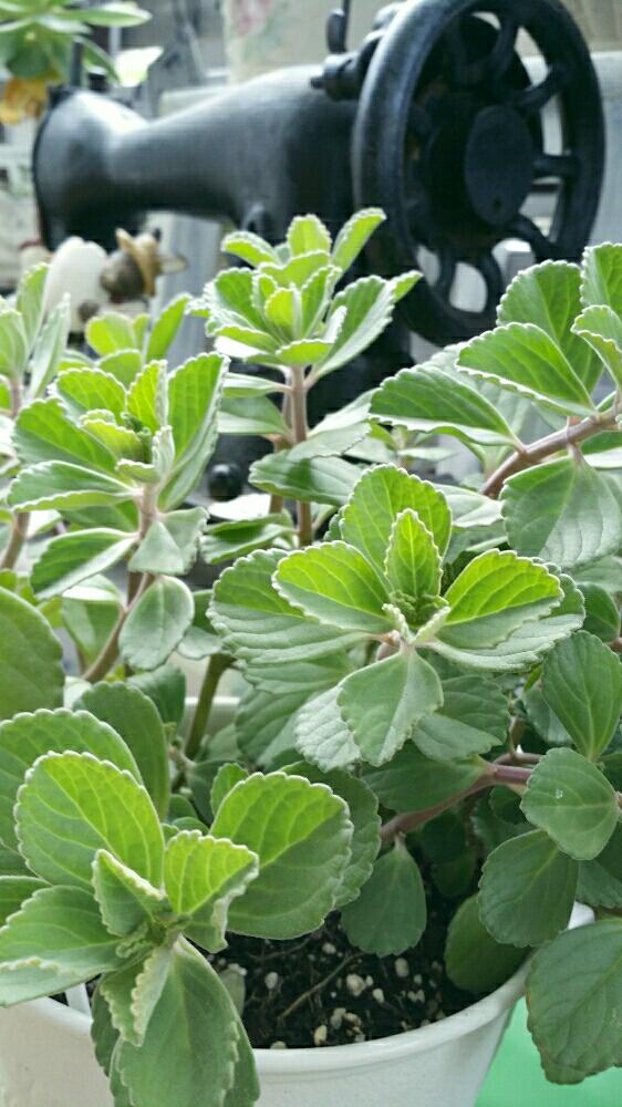 マンジェリコン の投稿画像 By ブィクトリアさん ハーブとマンジェリコン 17月7月25日 Greensnap グリーンスナップ