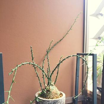 パキポディウム イノピナツム,多肉植物,塊根植物,実生,塊根の画像