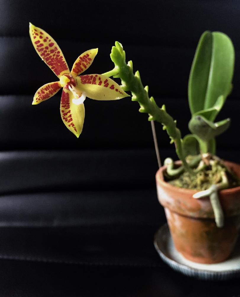 ファレノプシス コルヌセルビの投稿画像 By ナオミさん コルヌセルビと胡蝶蘭とphal Cornu Cerviと窓辺と着生植物と宇宙人捕獲と開花と開花中と着生ランとorchidとファレノプシス 属と新入りさんと花のある暮らしと洋蘭原種とコチョウランとファレノプシス 原種と着生植物