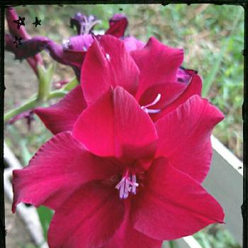 濃い赤紫の画像 by 林檎さん | 小さな庭とグラジオラスとDIY女子と濃い赤紫と植中毒と花のある暮らしと球根植物と夏バテ注意‼︎