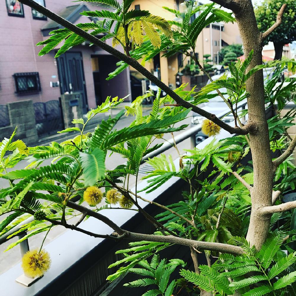 エバーフレッシュの投稿画像 By あぺさん バルコニー ベランダとベランダと観葉植物と植中毒と緑の花火とジャングル化計画とベランダと観葉植物と植中毒と緑の花火とジャングル化計画 17月7月25日 Greensnap グリーンスナップ Greensnap グリーンスナップ