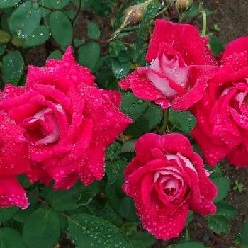 薔薇 ラブの画像 by 日和さん | 小さな庭と薔薇 ラブとラブ♡と花のある暮らしとバラ・ミニバラと薔薇♪