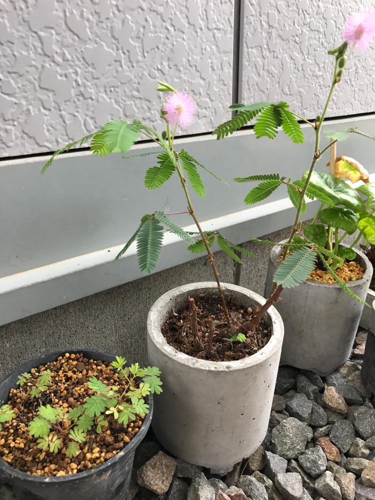 オジギソウの投稿画像 By まるぶんどうさん エクステリアとマメ科と親子と自作鉢と実生苗と成長記録とmbd鉢とマメ科と親子と自作鉢と実生苗と成長記録とmbd鉢 17月7月26日 Greensnap グリーンスナップ Greensnap グリーンスナップ