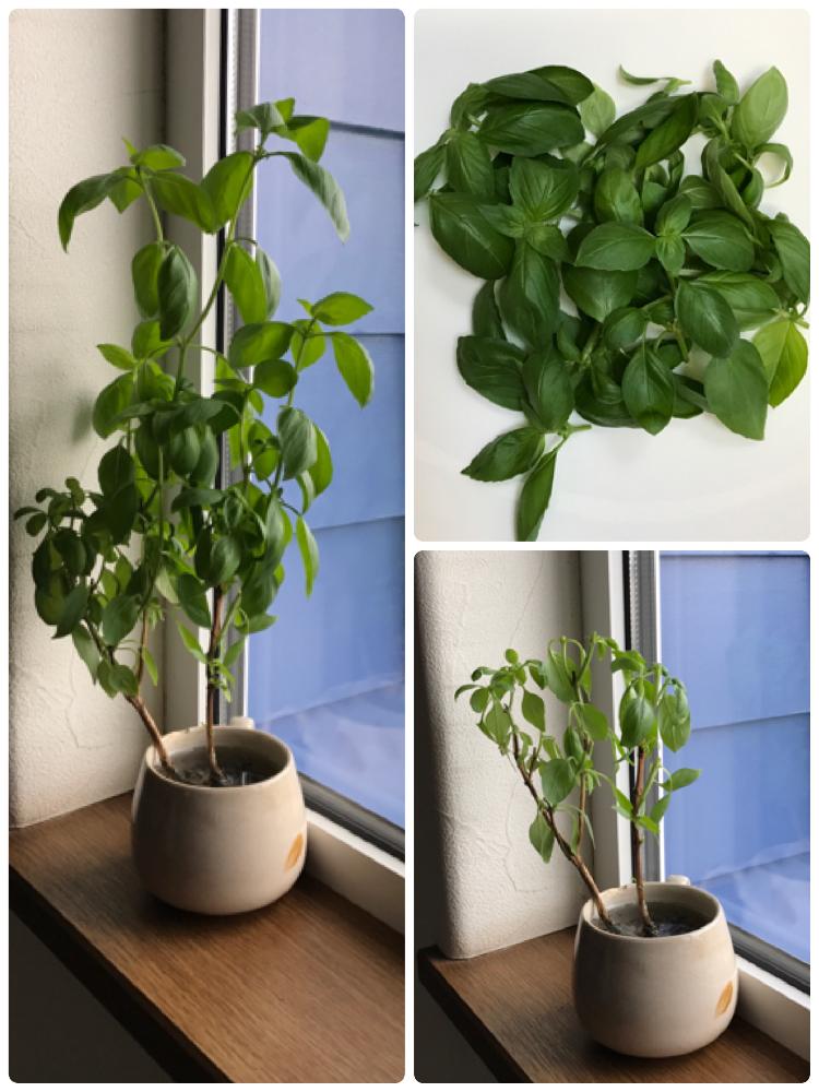 バジルの投稿画像 By 茶々のお庭さん スパイスと室内とハーブとハーブのある暮らしとゆるキャラ倶楽部 17月7月26日 Greensnap グリーンスナップ