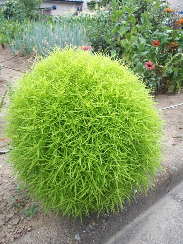 もふりっちの投稿画像 By Hanamizukiさん アイリッシュモスとサギナとお久しぶりです とたまらん とまん丸っと超道端 17月7月26日 Greensnap グリーンスナップ