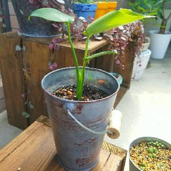 植え替えて後の画像 by chocoiさん | バルコニー/ベランダとモンステラと植え替えて後と観葉植物と成長記録と鉢もDAISOとDAISO