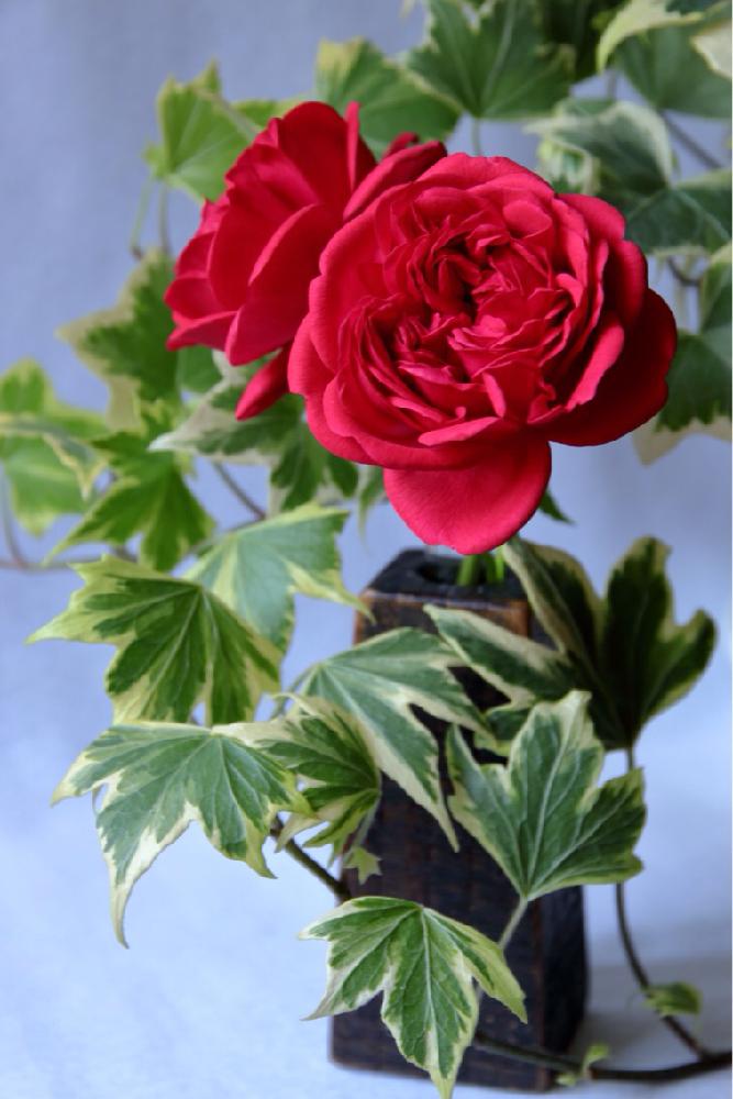 バラの投稿画像 By Shigeさん アイビーと赤バラとばら バラ 薔薇と赤色の花と綺麗なミドリと葉っぱと一眼レフとバラ 鉢植えとバラ ジークフリートとミドリとバラの季節と鉢植えとばら 薔薇 バラとバラ ミニバラと葉っぱアート 17月7月26日 Greensnap グリーン