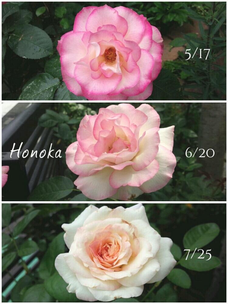 バラ ほのかの投稿画像 By Greenbear さん 植物のある暮らしと薔薇に魅せられてと花壇と京成バラ 園芸と季節の花と植中毒と成長記録とガーデニングと花のある暮らしとバラの地植えと薔薇 とバラ ミニバラとロザリアンとバラを楽しむと咲いた 17月7月26日