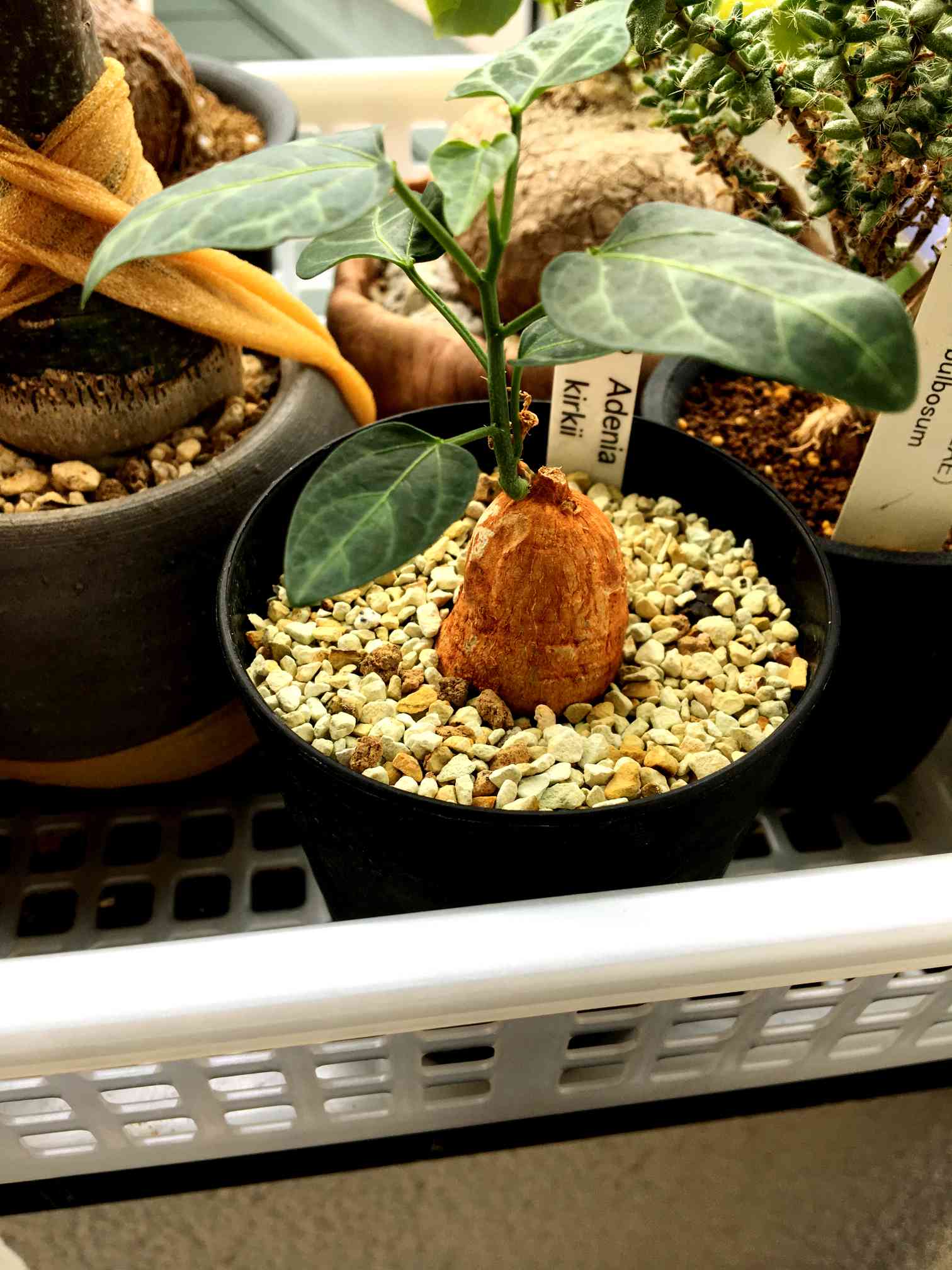 イポメア ボルシアーナ SRL 益子焼 鉢つき