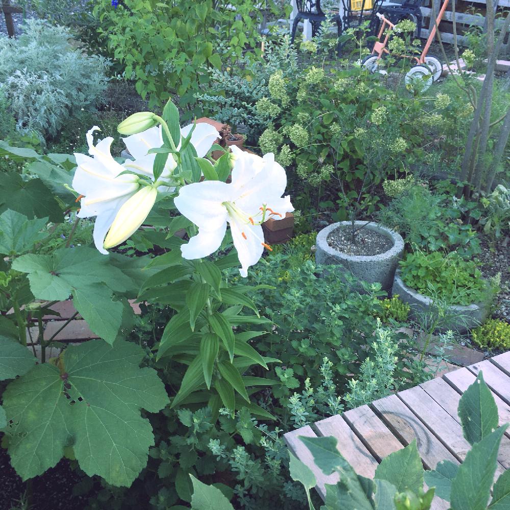 カサブランカの投稿画像 By Siroopさん 広い庭と地植えと地植え 17月7月27日 Greensnap グリーンスナップ Greensnap グリーンスナップ