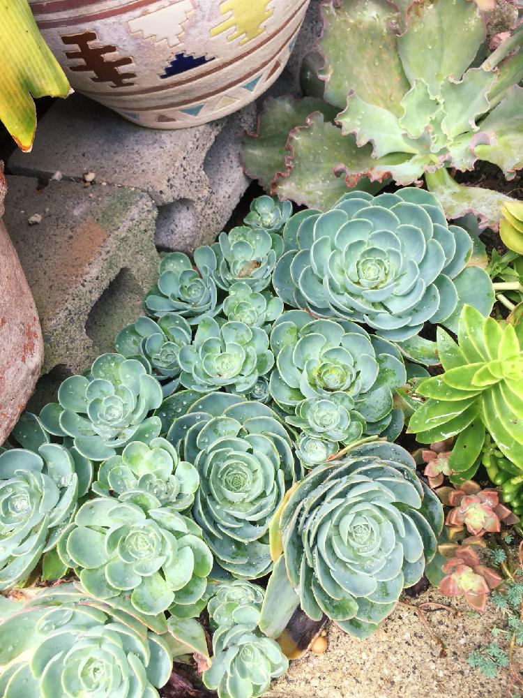 100以上 多肉 植物 増え すぎ