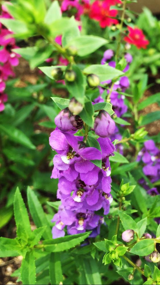 アンゲロニア セレナの投稿画像 By 花日和さん 見 つけた と可愛いぞ と公園と紫色の花と癒されると心が潤う とお散歩 17月7月27日 Greensnap グリーンスナップ