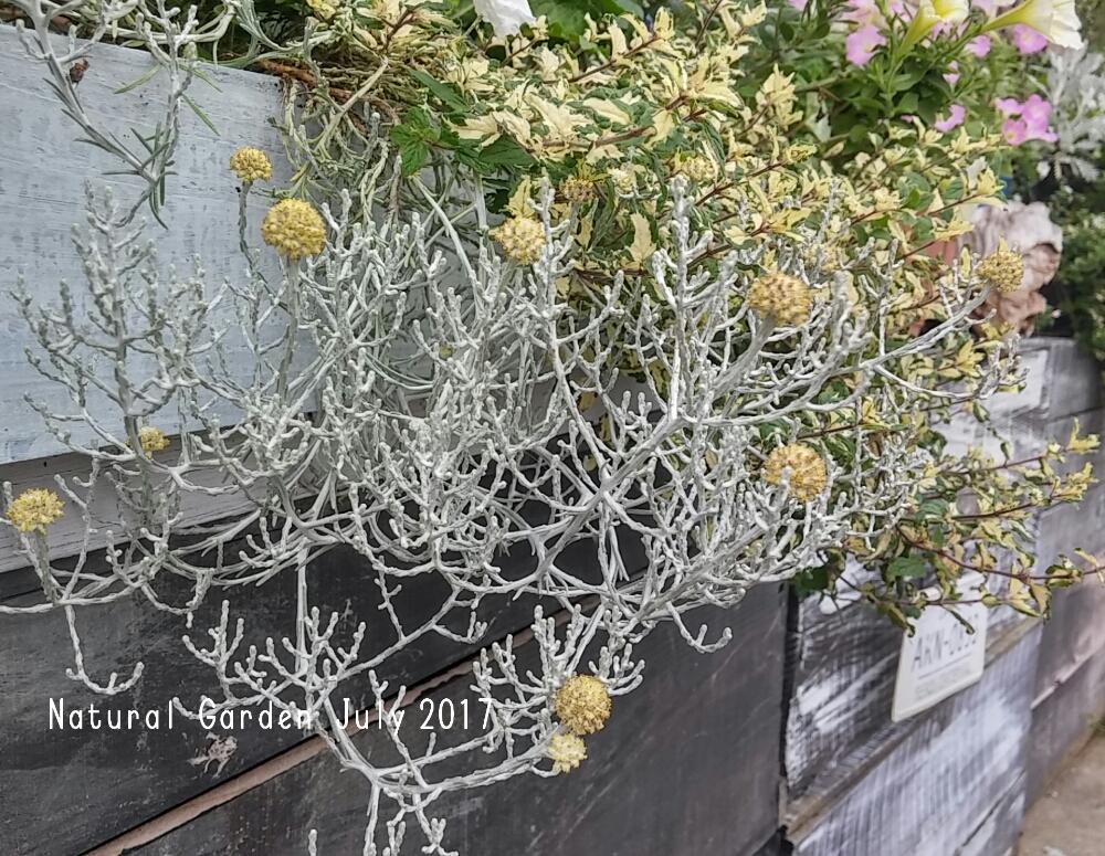 玄関の投稿画像 By はなはなさん プラチーナと花のある暮らしとかわいい と花のある暮らしとかわいい 17月7月27日 Greensnap グリーンスナップ Greensnap グリーンスナップ