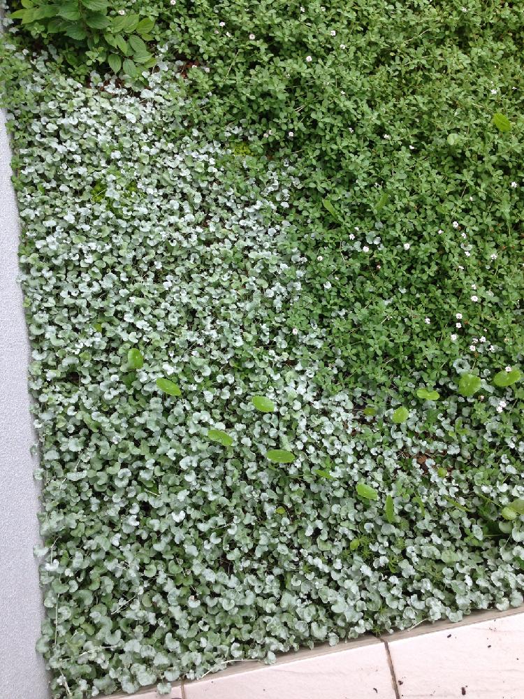 ディコンドラシルバーフォールズの投稿画像 By Tousoukouさん ヒメイワダレソウと植物と暮らすと庭の風景とグリーンのある暮らしと今日の一枚と グランドカバー 17月7月27日 Greensnap グリーンスナップ ディコンドラシルバーフォールズの投稿画像 By Tousoukouさん ヒメイワダレソウと植物と暮らすと庭の風景とグリーンのある暮らしと今日の一枚と グランドカバー 17月7月27日 Greensnap グリーンスナップ