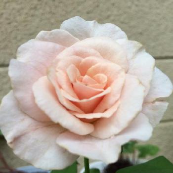 薔薇が好きだなあ♡の画像 by チャッピーさん | アプローチと元気だしてとみてね‼️とありがとう❤️と富山支部と大事にするね❤︎と癒される～と咲きました❣️と花のある暮らしと薔薇が好きだなあ♡と心がほっこりとあぁ、うっとり♡と綺麗な色ˉ̶̡̭̭( ˭̵̵̵̵͈́ ꇴ ˭̵̵̵͈̀ )ˉ̶̡̭̭とかわいい❤