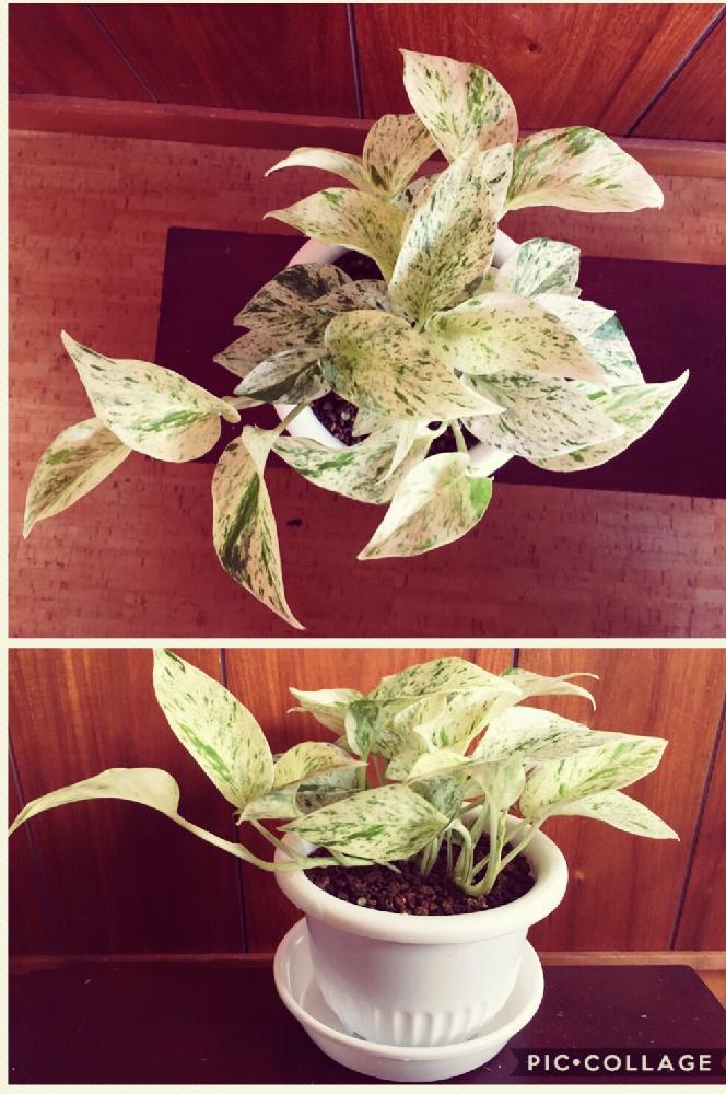 ポトスマーブルクイーンの投稿画像 By ここあさん Hcと癒しと植え替えとポトスデビュー とダイソーの鉢と超 超初心者と 観葉植物 コンテスト 17月7月27日 Greensnap グリーンスナップ