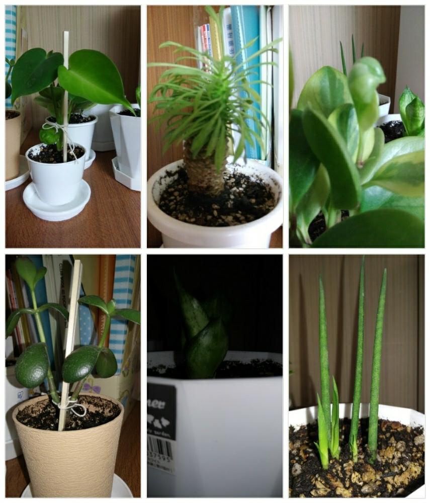 多肉植物の投稿画像 By アールグレイlさん サンスベリアハニーと観葉植物とサンスベリア 属とトウダイクサ科と蘇鉄麒麟 と植中毒と今日の一枚とパイナップルコーン とペペロミア と成長記録とユーフォルビア属 と金のなる 木 花月 とモンステラ とサンスベリアの子株