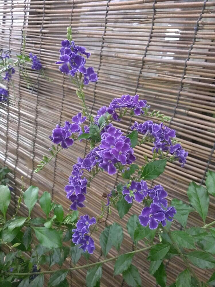 デュランタの投稿画像 By Ponpandaさん お出かけ先と姿美しと夏の花と実家の庭と鉢植え とナチュラルスタイルと花のある暮らしと姿美しと夏の花と実家の庭と鉢植えとナチュラルスタイルと花のある暮らし 17月7月28日 Greensnap グリーンスナップ Greensnap