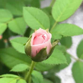 アザミウマの投稿画像一覧 Greensnap グリーンスナップ