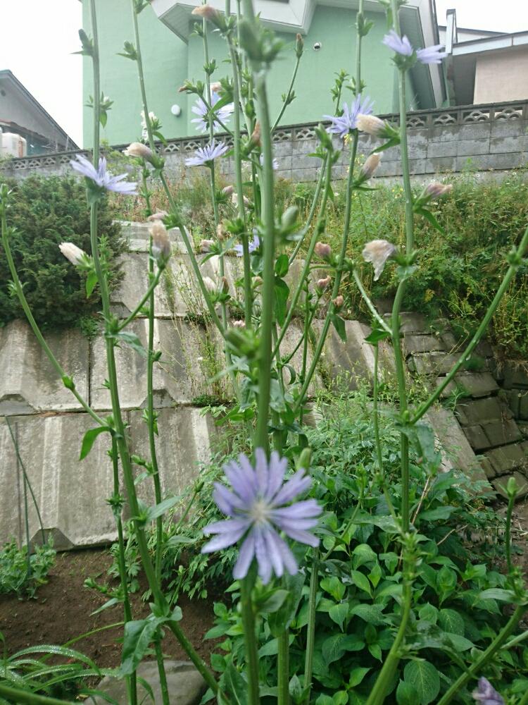 チコリの投稿画像 By 日和さん 花のある暮らしと半日陰の花壇と日陰 17月7月29日 Greensnap グリーンスナップ