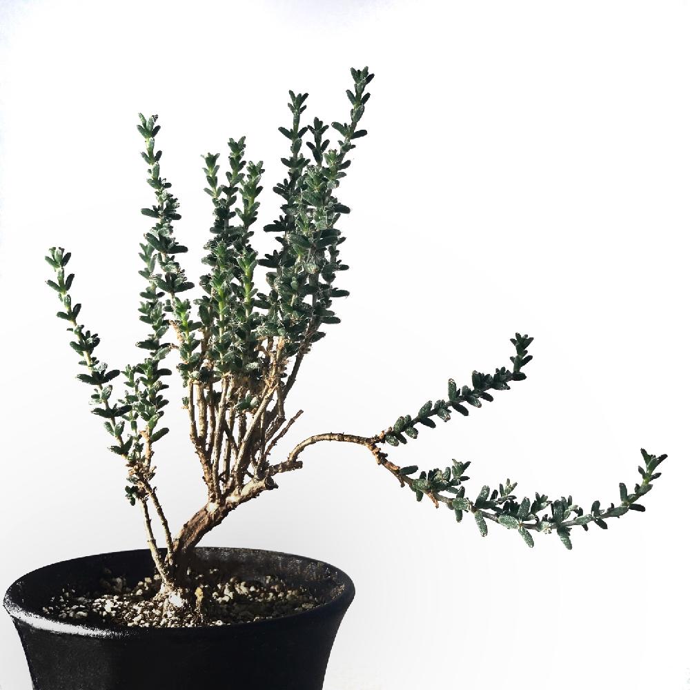 トリコディアデマ ブルボスム の投稿画像 By Yuna95さん 姫紅小松と多肉植物とトゲトゲと散髪と トリコディアデマ属とコーデックスと植中毒と塊根メセンと塊根植物と珍奇植物とビザールプランツと盆栽メセン 17月7月29日 Greensnap グリーンスナップ