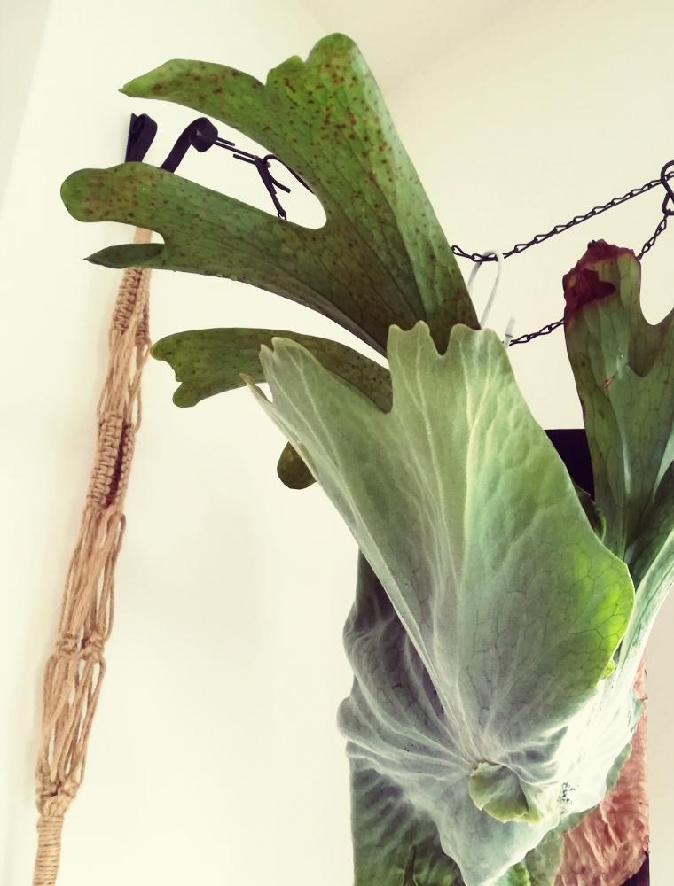 ビカクシダ スパーバムの投稿画像 By Naobonさん ビカクシダとno Green No Lifeと植中毒と相談と成長記録とビカクシダ属とワイルドとコウモリラン部 17月7月30日 Greensnap グリーンスナップ