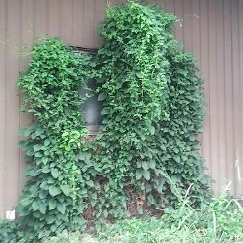 窓の目隠し植物の投稿画像一覧 Greensnap グリーンスナップ